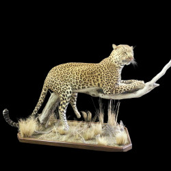 Valerie Cancilla - AF5